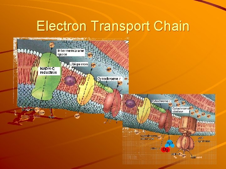 Electron Transport Chain 
