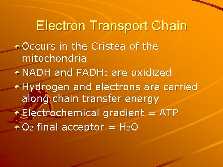Electron Transport Chain Occurs in the Cristea of the mitochondria NADH and FADH 2