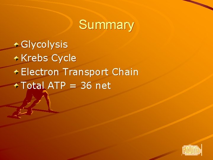 Summary Glycolysis Krebs Cycle Electron Transport Chain Total ATP = 36 net 