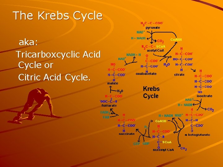 The Krebs Cycle aka: Tricarboxcyclic Acid Cycle or Citric Acid Cycle. 
