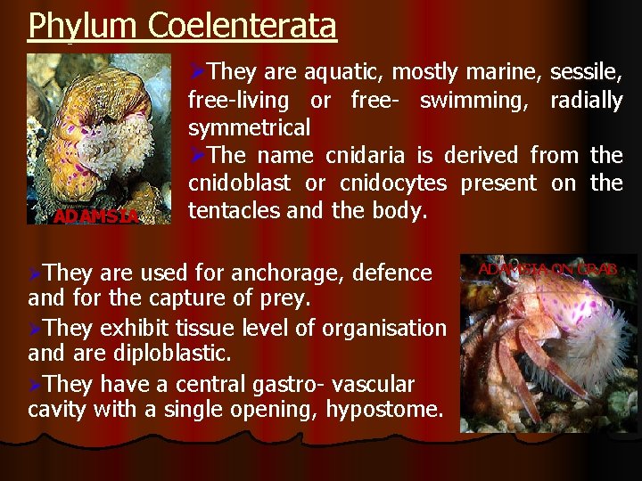 Phylum Coelenterata ADAMSIA ØThey are aquatic, mostly marine, sessile, free-living or free- swimming, radially