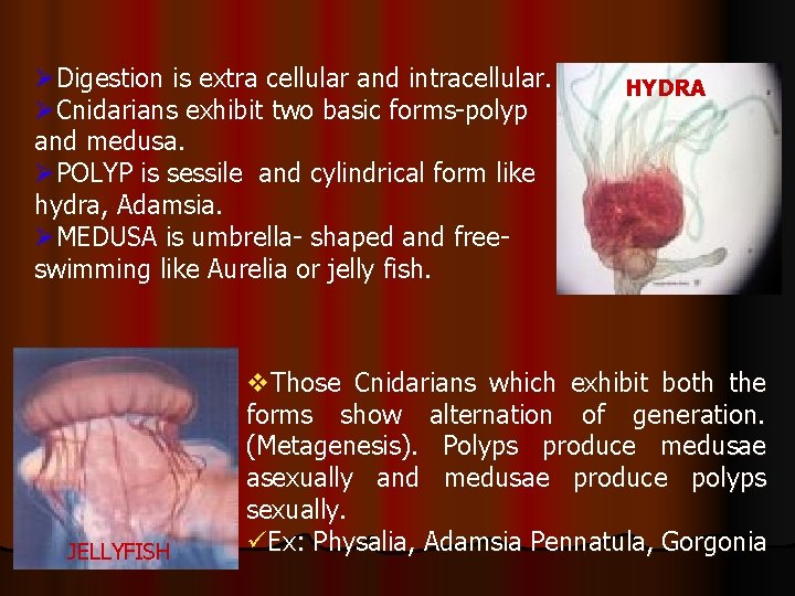 ØDigestion is extra cellular and intracellular. ØCnidarians exhibit two basic forms-polyp and medusa. ØPOLYP