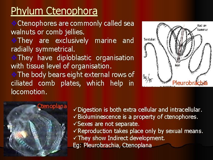Phylum Ctenophora v. Ctenophores are commonly called sea walnuts or comb jellies. v. They