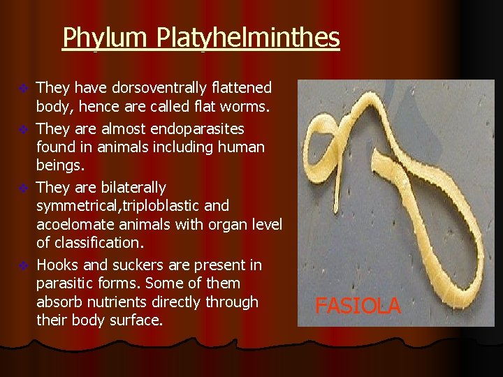 Phylum Platyhelminthes v v They have dorsoventrally flattened body, hence are called flat worms.