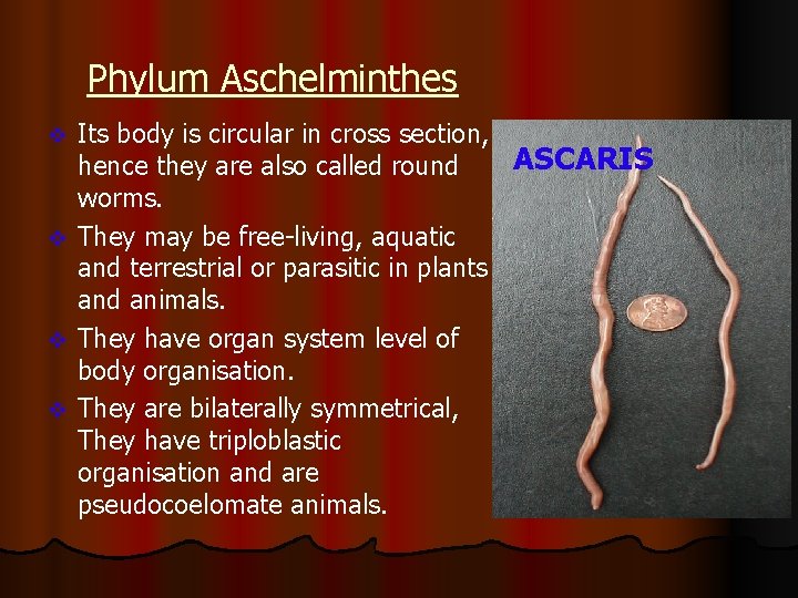 Phylum Aschelminthes Its body is circular in cross section, ASCARIS hence they are also
