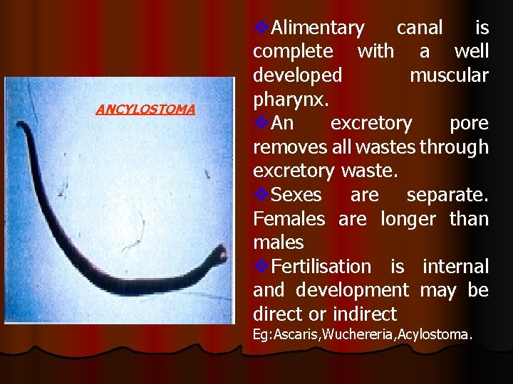 ANCYLOSTOMA v. Alimentary canal is complete with a well developed muscular pharynx. v. An