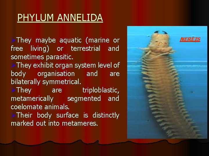 PHYLUM ANNELIDA ØThey maybe aquatic (marine or free living) or terrestrial and sometimes parasitic.
