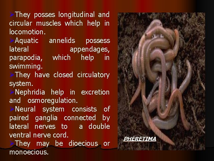 ØThey posses longitudinal and circular muscles which help in locomotion. ØAquatic annelids possess lateral