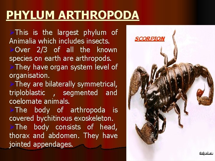 PHYLUM ARTHROPODA ØThis is the largest phylum of Animalia which includes insects. ØOver 2/3