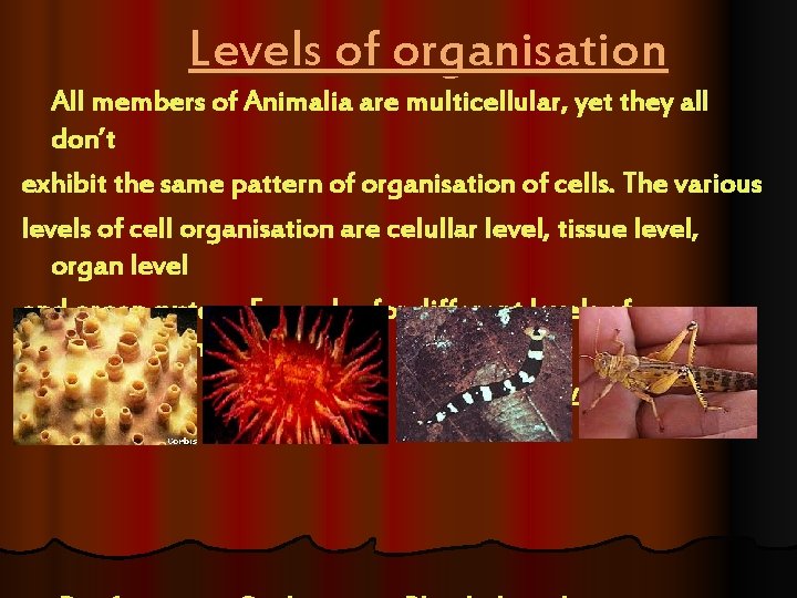 Levels of organisation All members of Animalia are multicellular, yet they all don’t exhibit