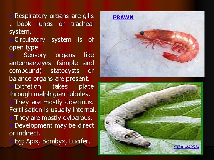 ØRespiratory organs are gills , book lungs or tracheal system. ØCirculatory system is of