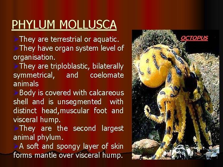 PHYLUM MOLLUSCA ØThey are terrestrial or aquatic. ØThey have organ system level of organisation.