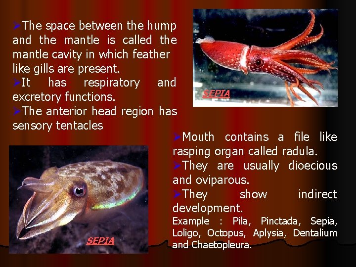 ØThe space between the hump and the mantle is called the mantle cavity in
