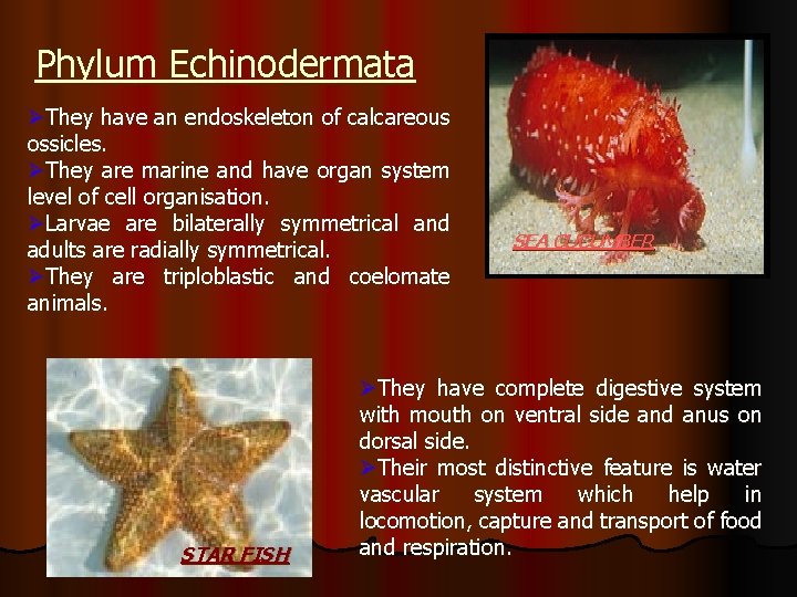 Phylum Echinodermata ØThey have an endoskeleton of calcareous ossicles. ØThey are marine and have