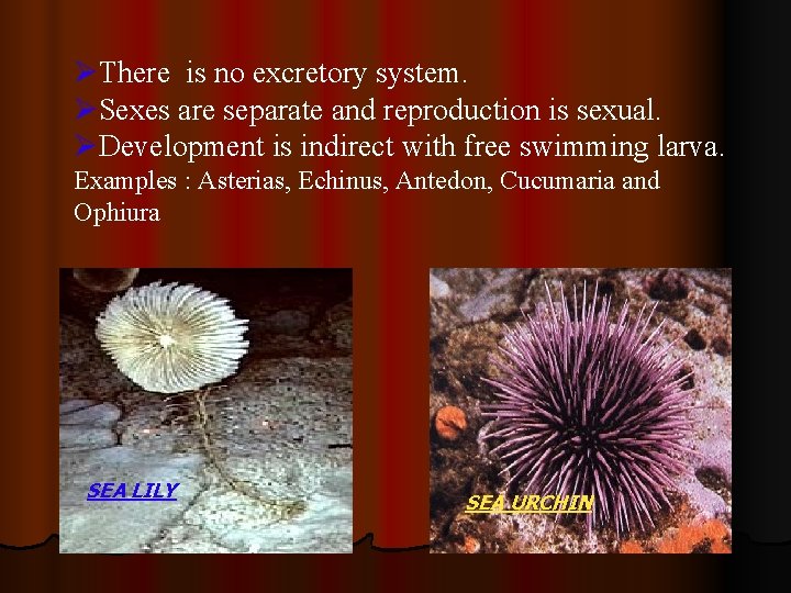 ØThere is no excretory system. ØSexes are separate and reproduction is sexual. ØDevelopment is