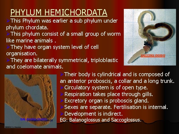 PHYLUM HEMICHORDATA ØThis Phylum was earlier a sub phylum under phylum chordata. ØThis phylum