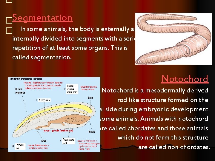 � �Segmentation � In some animals, the body is externally and internally divided into