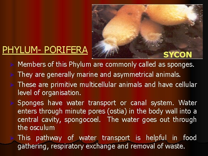 PHYLUM- PORIFERA Ø Ø Ø SYCON Members of this Phylum are commonly called as
