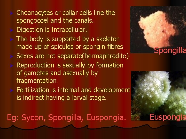 Ø Ø Ø Choanocytes or collar cells line the spongocoel and the canals. Digestion