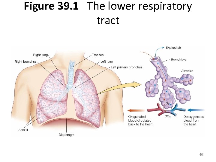 Figure 39. 1 The lower respiratory tract 40 