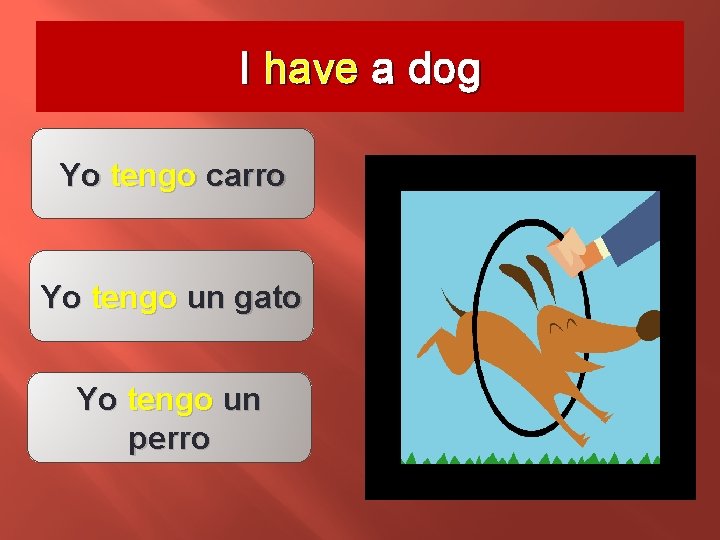 I have a dog Yo tengo carro Yo tengo un gato Yo tengo un