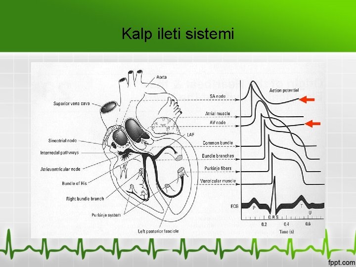 Kalp ileti sistemi 