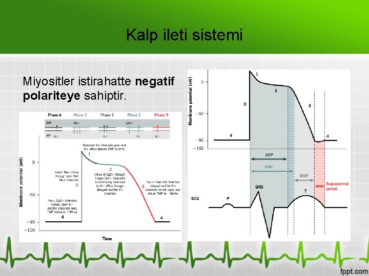 Kalp ileti sistemi Miyositler istirahatte negatif polariteye sahiptir. 