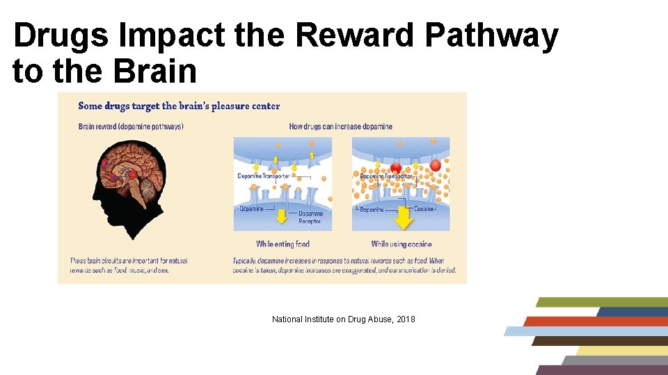 Drugs Impact the Reward Pathway to the Brain National Institute on Drug Abuse, 2018