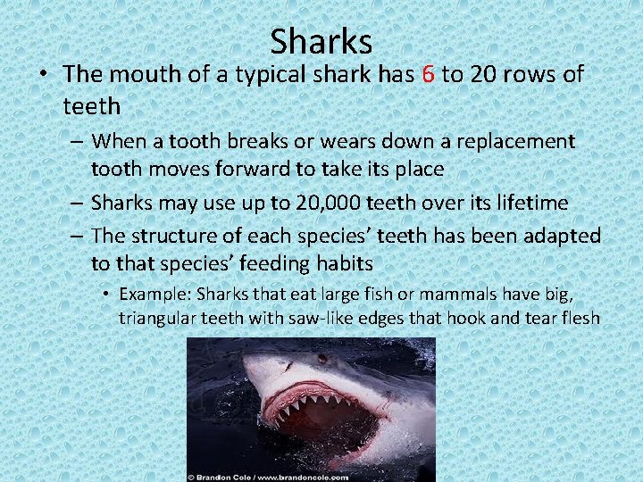 Sharks • The mouth of a typical shark has 6 to 20 rows of