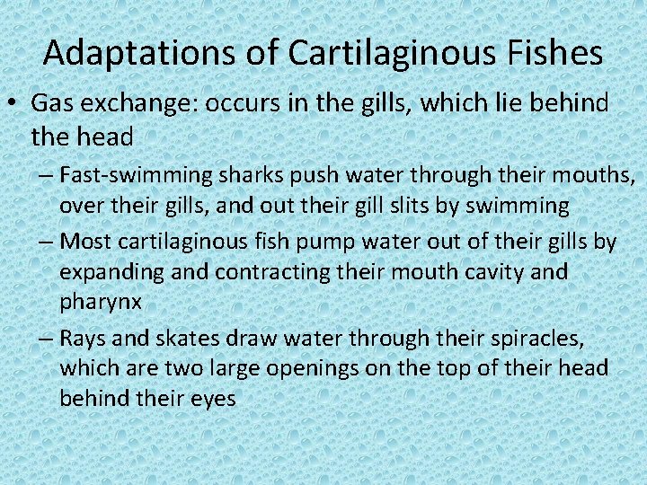 Adaptations of Cartilaginous Fishes • Gas exchange: occurs in the gills, which lie behind