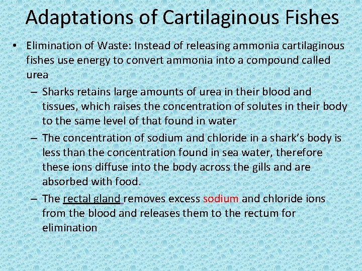 Adaptations of Cartilaginous Fishes • Elimination of Waste: Instead of releasing ammonia cartilaginous fishes
