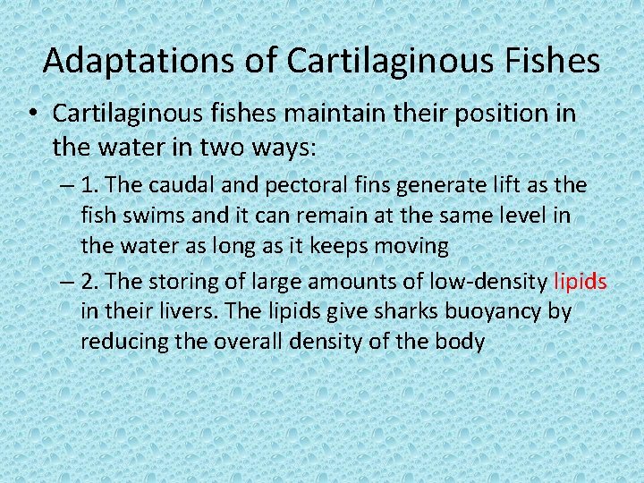 Adaptations of Cartilaginous Fishes • Cartilaginous fishes maintain their position in the water in