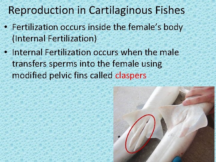 Reproduction in Cartilaginous Fishes • Fertilization occurs inside the female’s body (Internal Fertilization) •