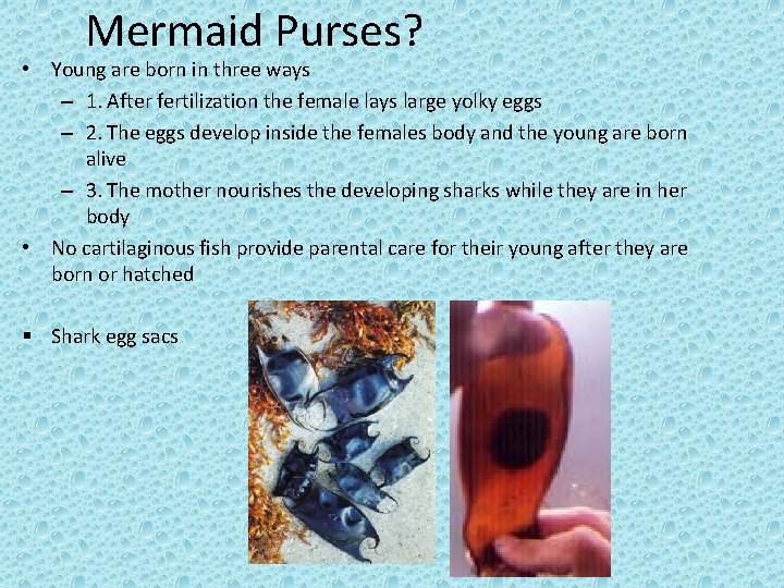 Mermaid Purses? • Young are born in three ways – 1. After fertilization the