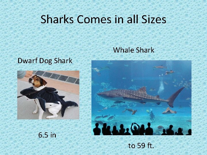 Sharks Comes in all Sizes Whale Shark Dwarf Dog Shark 6. 5 in to