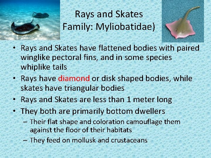 Rays and Skates Family: Myliobatidae) • Rays and Skates have flattened bodies with paired