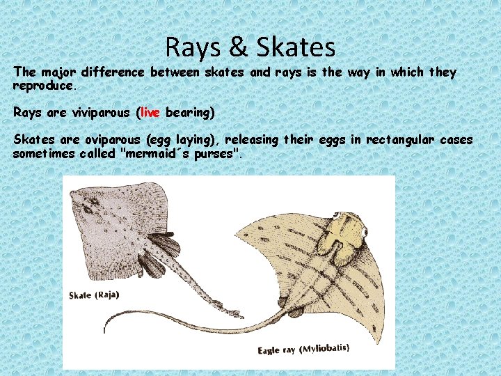 Rays & Skates The major difference between skates and rays is the way in