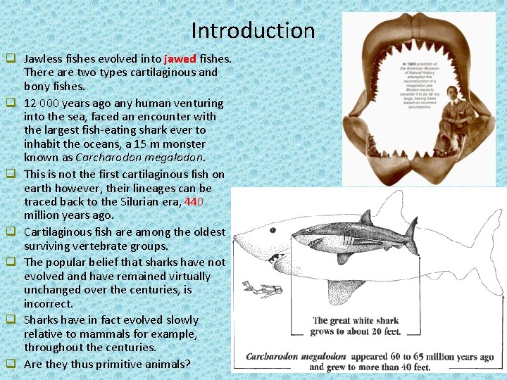 Introduction q Jawless fishes evolved into jawed fishes. There are two types cartilaginous and