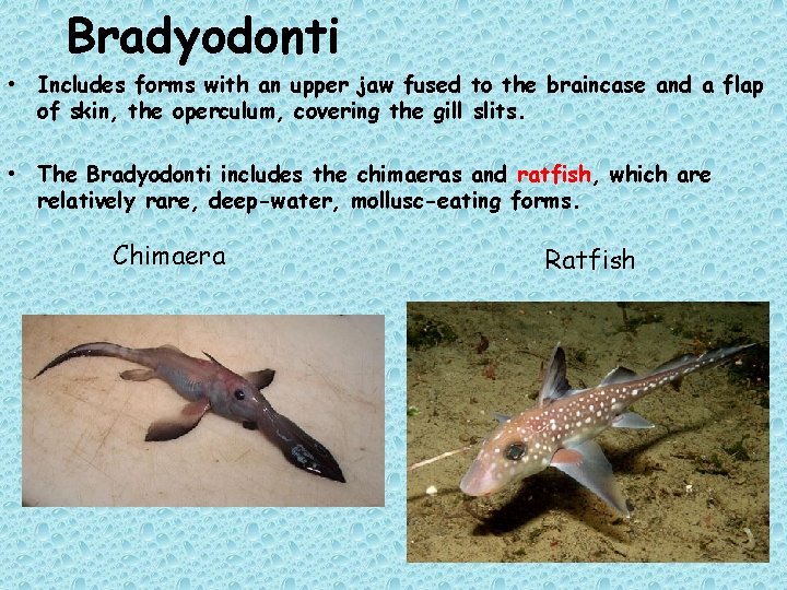 Bradyodonti • Includes forms with an upper jaw fused to the braincase and a