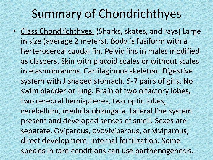 Summary of Chondrichthyes • Class Chondrichthyes: (Sharks, skates, and rays) Large in size (average