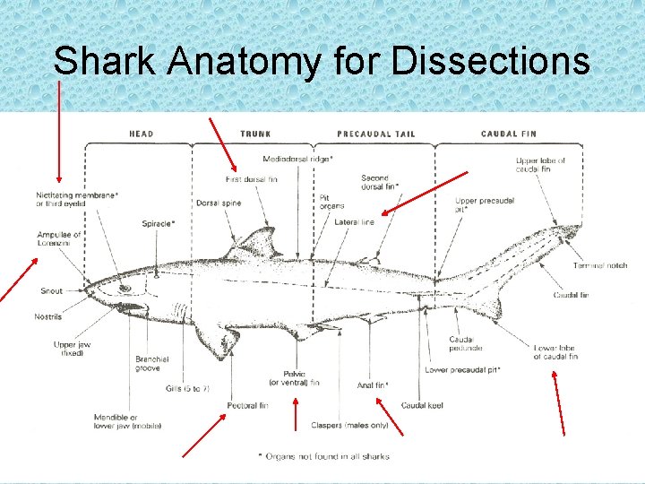 Shark Anatomy for Dissections 
