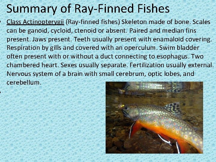 Summary of Ray-Finned Fishes • Class Actinopterygii (Ray-finned fishes) Skeleton made of bone. Scales