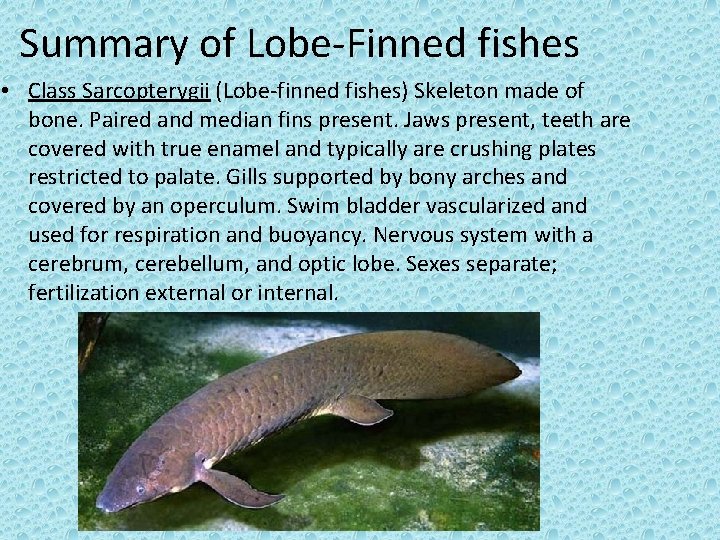 Summary of Lobe-Finned fishes • Class Sarcopterygii (Lobe-finned fishes) Skeleton made of bone. Paired