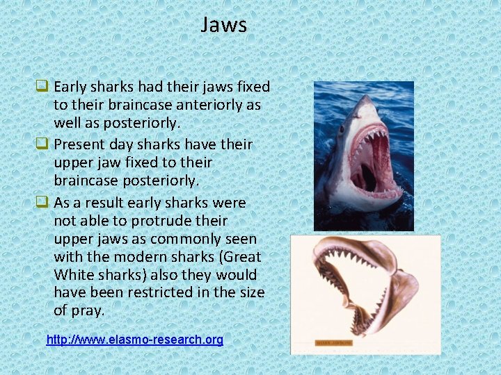 Jaws q Early sharks had their jaws fixed to their braincase anteriorly as well