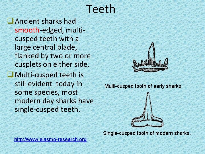 Teeth q Ancient sharks had smooth-edged, multicusped teeth with a large central blade, flanked