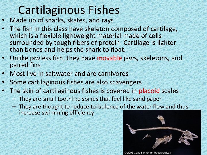 Cartilaginous Fishes • Made up of sharks, skates, and rays • The fish in