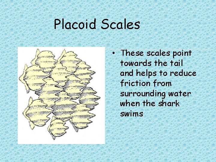 Placoid Scales • These scales point towards the tail and helps to reduce friction