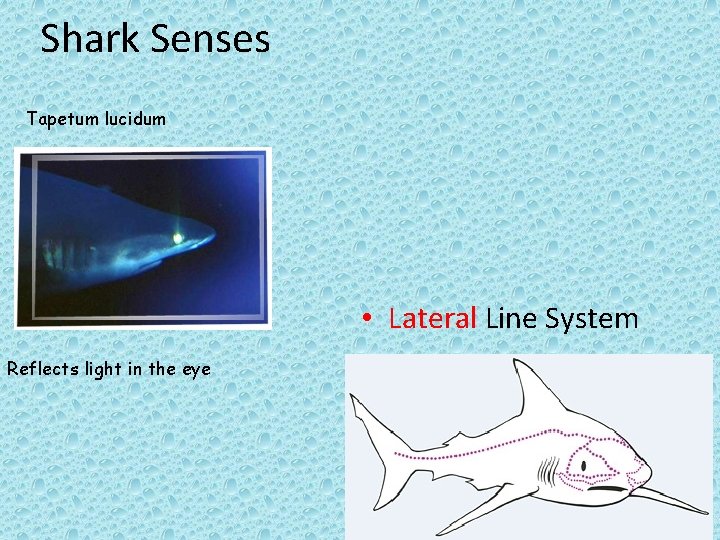 Shark Senses Tapetum lucidum • Lateral Line System Reflects light in the eye 