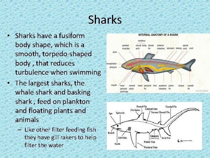 Sharks • Sharks have a fusiform body shape, which is a smooth, torpedo-shaped body