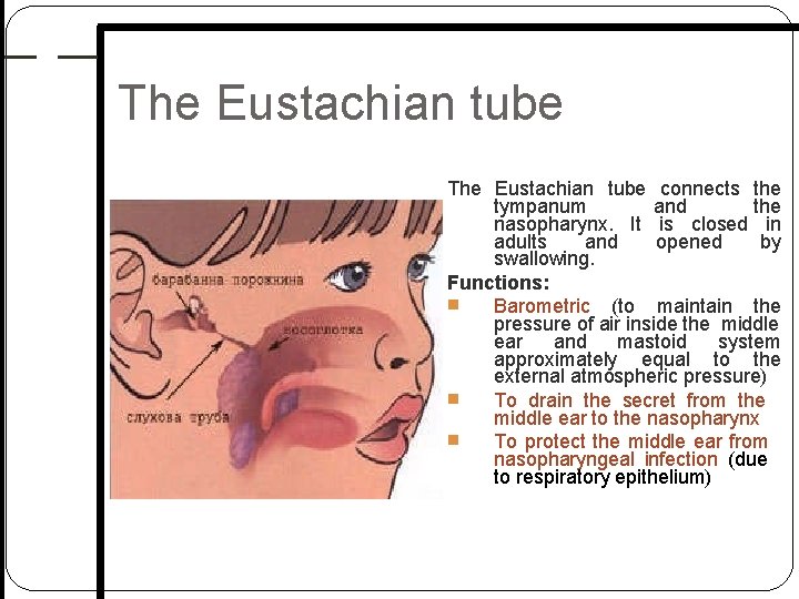 The Eustachian tube connects the tympanum and the nasopharynx. It is closed in adults The Eustachian tube connects the tympanum and the nasopharynx. It is closed in adults
